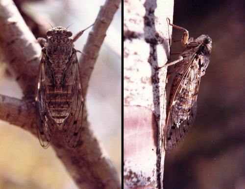 Cicada orni